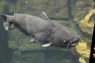 Catfishing tips