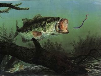 Largemouth bass Fishing